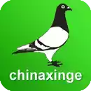 中华信鸽信息网